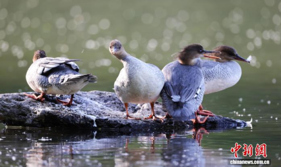 ���A��ɳ�����ԁ����w��ˮ��ʯ�^����Ϣ�����w��� �z